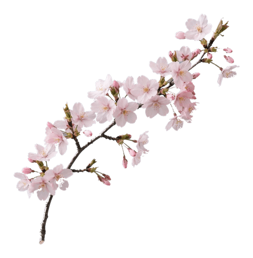 Kirschblüte