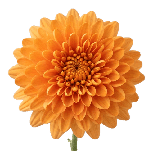 Chrysantheme