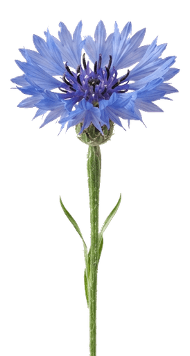 Kornblume