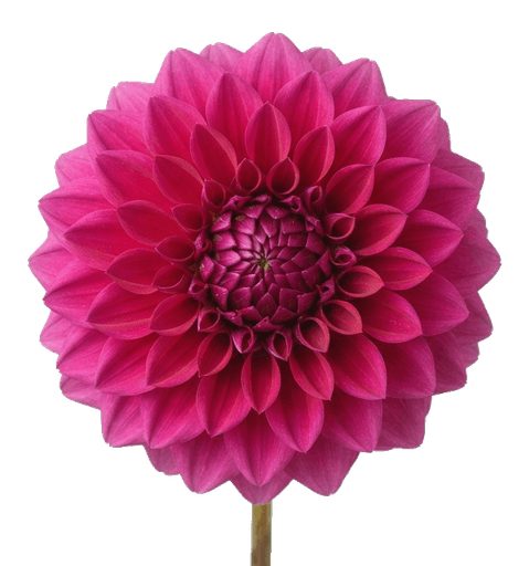 Dahlie
