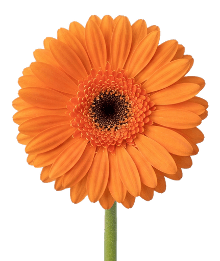 Gerbera
