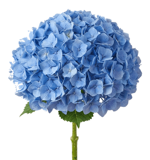 Hortensie