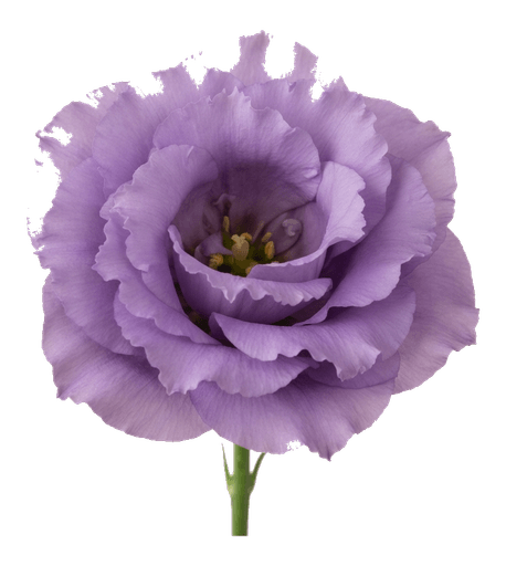 Lisianthus