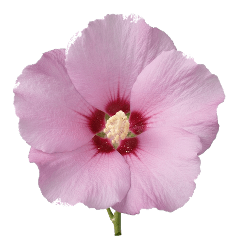 Rose von Sharon