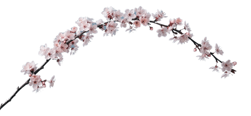Pflaumenblüte